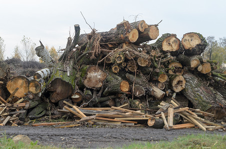从废木头中倒垃圾树干和树枝堆成一堆图片