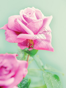 美丽的粉红色玫瑰与露珠关闭图片
