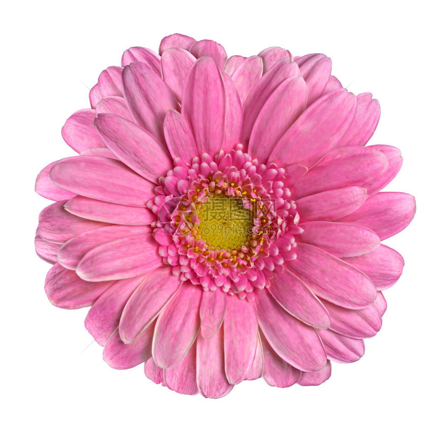 美丽的粉色Gerbera花朵关闭时白背景孤图片