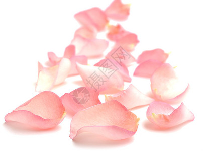 粉红小花边框玫瑰花瓣边框设计图片