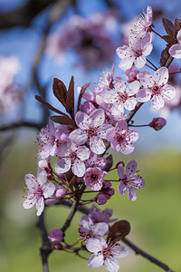 春天盛开的粉色樱花图片