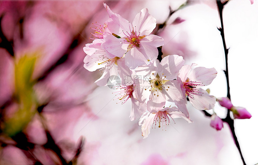 春天樱花盛开图片