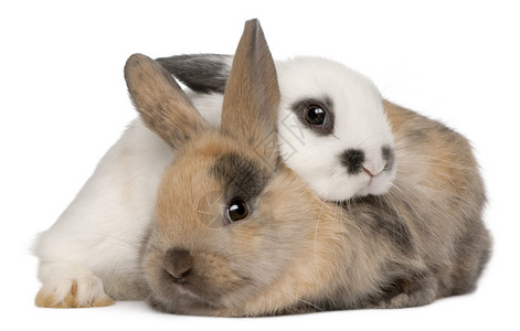 白色背景前的两只兔子图片