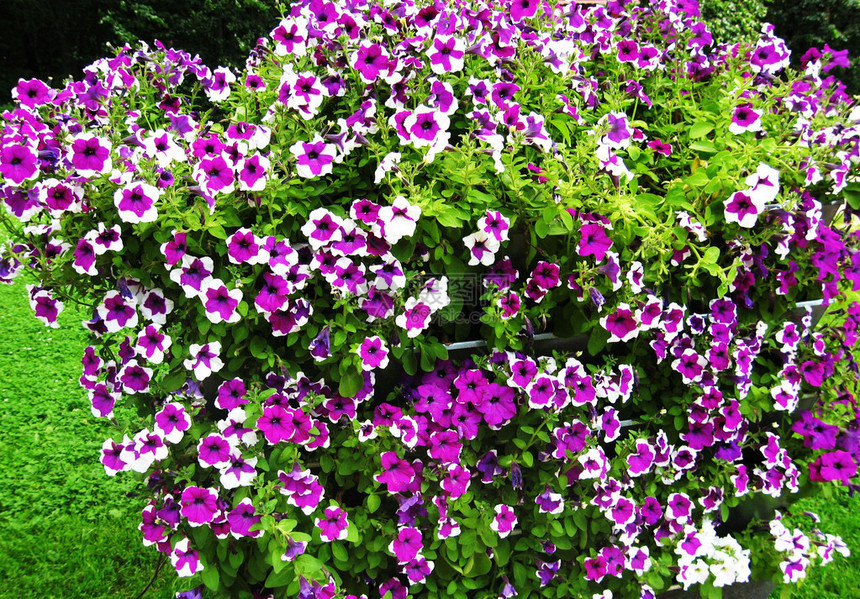 花朵上有许多紫色的花纹白色的线图片