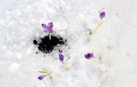 雪花番红花在雪解冻中图片