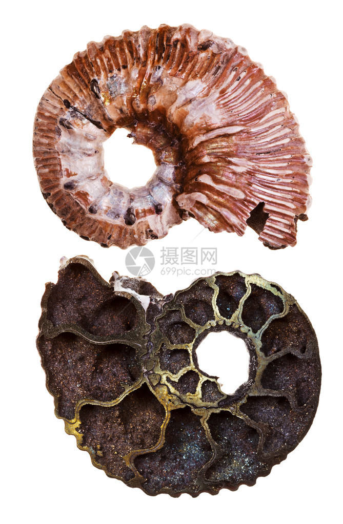 在白色背景上被隔离的矿物化石Ammonit图片