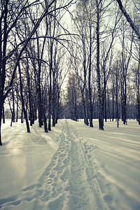 美丽的冬季森林雪景图片