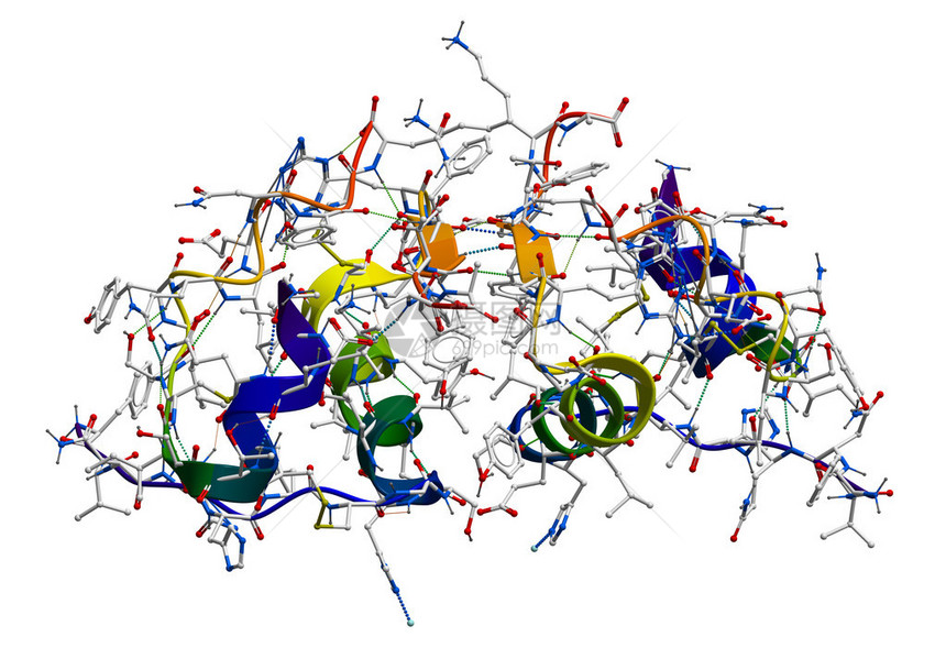 胰岛素分子结构图片