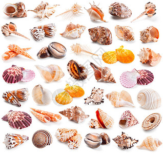 孤立在白色背景上的贝壳收藏图片