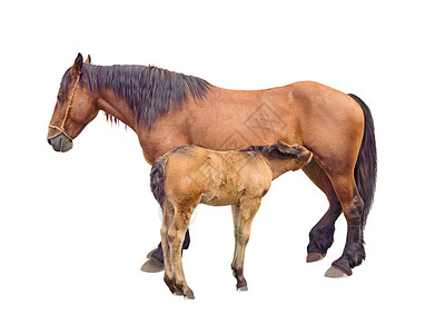 马喂养婴儿的马图片