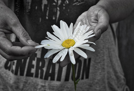 人手中的雏菊花彩色洋甘菊的黑白图像图片