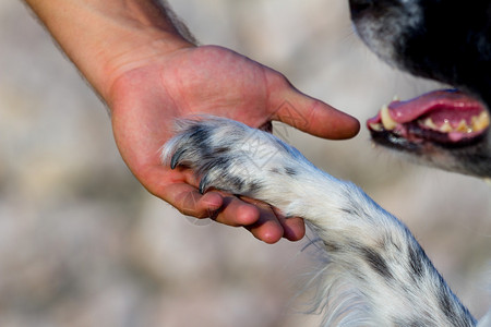 狗爪和人的手友谊概念图片