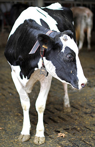 牛铃在马厩里的黑白母牛图片