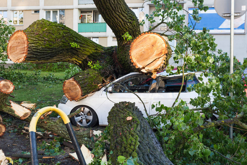 暴风雨后被倒树压倒的白色客车图片