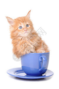 小猫坐在一个大杯子里图片