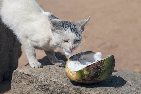 猫吃椰子图片