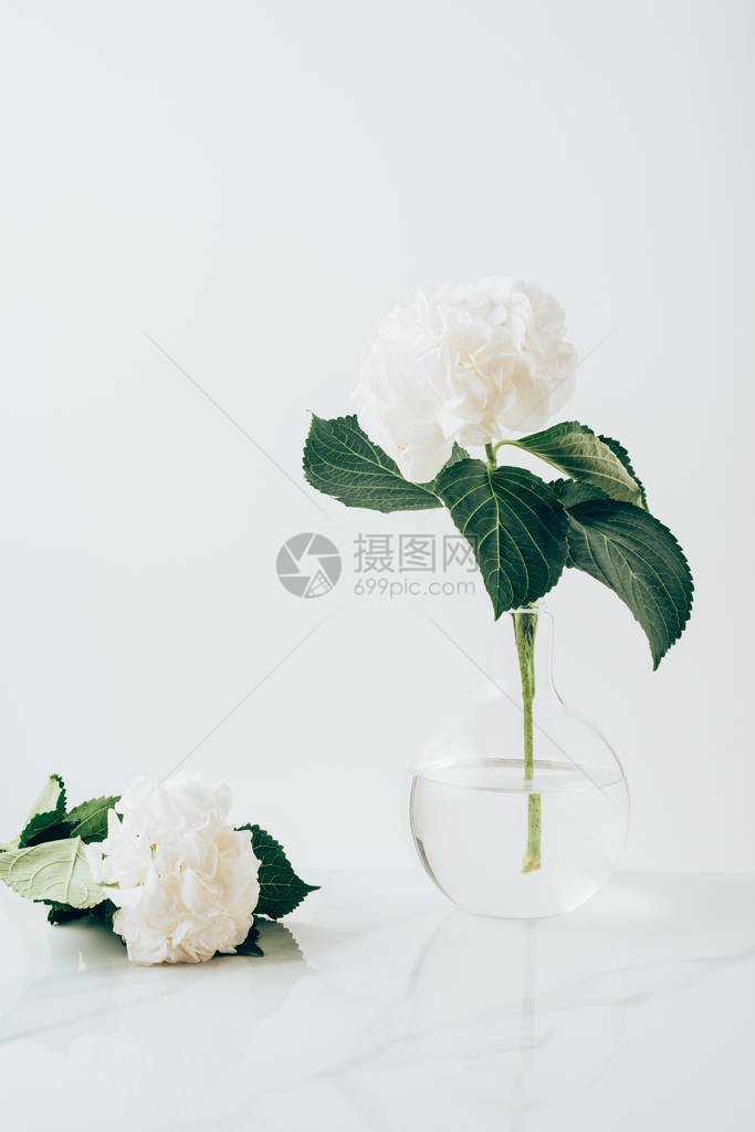 花瓶和白色表面上盛开的白色绣球花图片