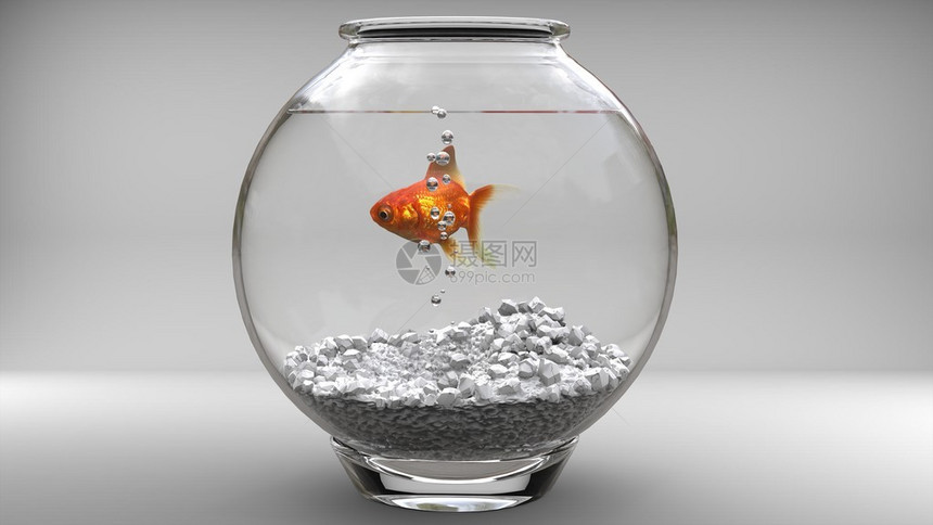 鱼缸里的金鱼气泡图片