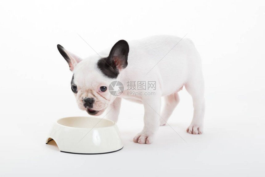 法国小狗吃牛犬孤立在白色背景上有图片