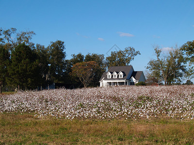美国南乔治亚州一个成熟的棉花田后面的旧图片