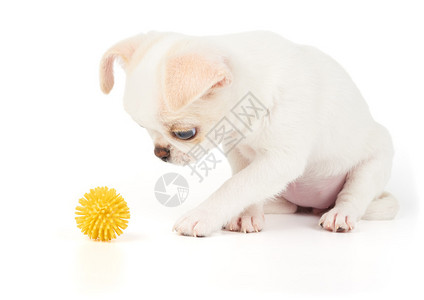 吉娃的小狗看着白背景的黄高清图片