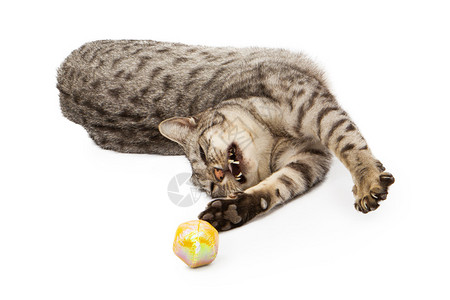 快乐的年轻银色奥西卡特猫种图片