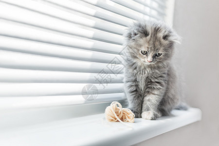 可爱的灰色小猫咪以甜美图片