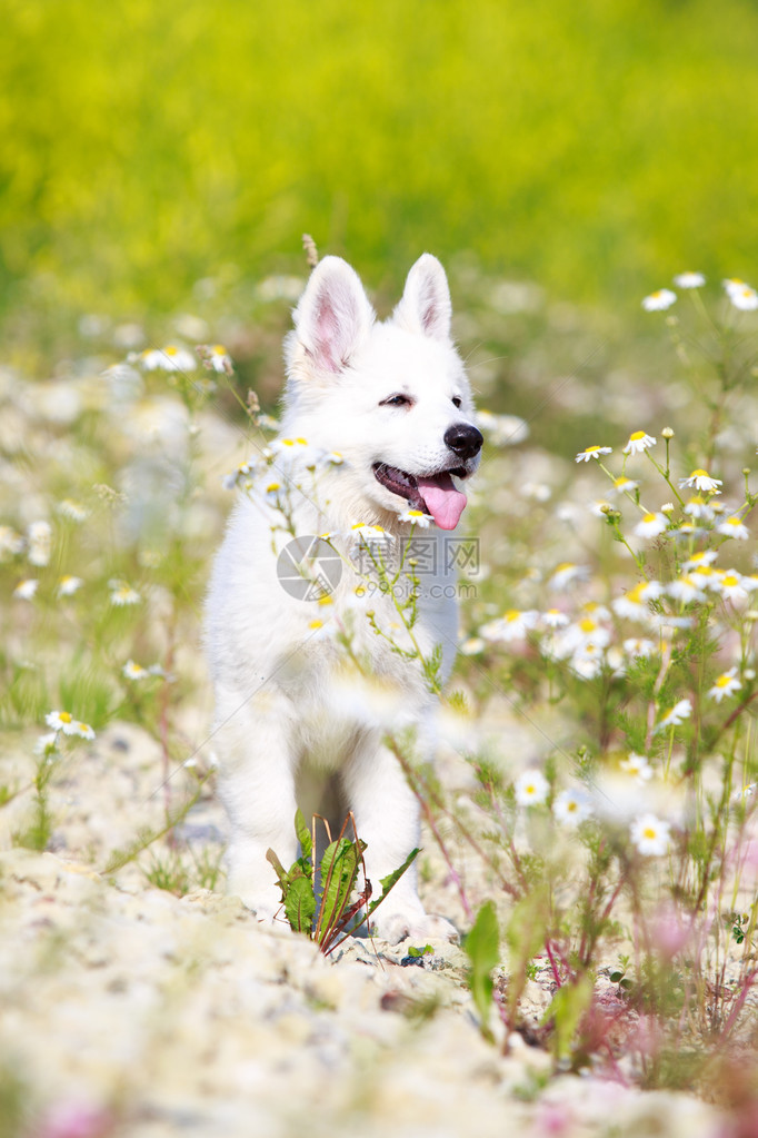 白色瑞士牧羊犬小狗图片