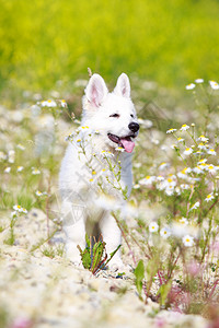 白色瑞士牧羊犬小狗图片