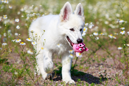 白色瑞士牧羊犬小狗图片