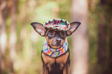 墨西哥狗在薄膜和天然绷带图片