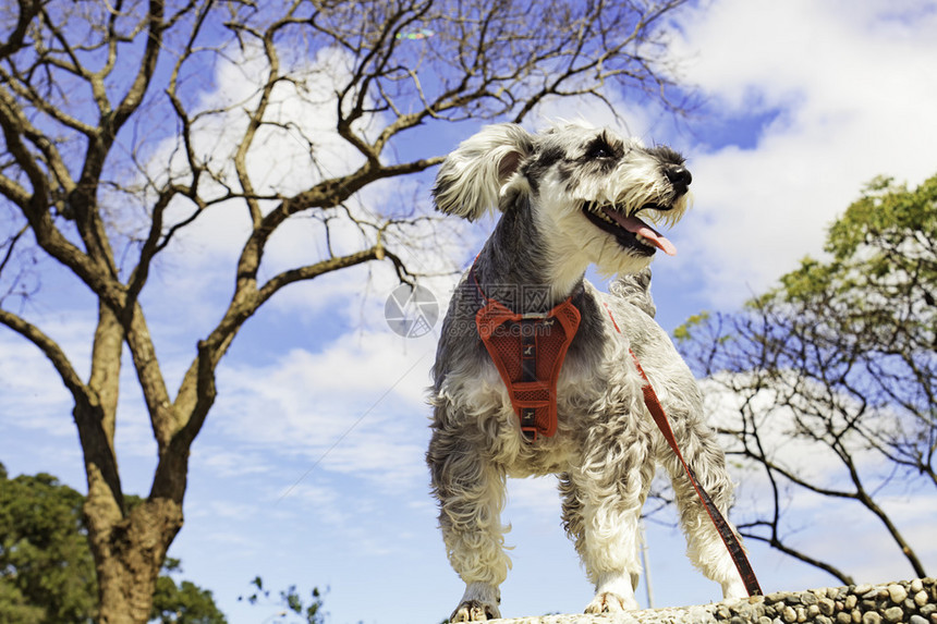 迷你Schnause图片