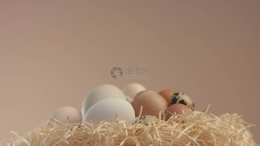 用不同的蛋壳筑巢复活图片