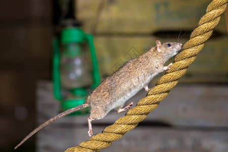 野棕鼠RattusNorvegicus在港口仓库图片