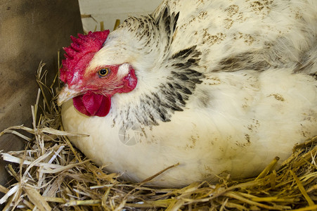 一只鸡在新西兰一个农场的巢箱里产卵图片