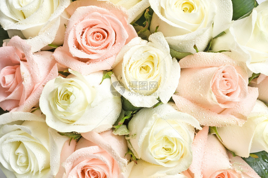 白玫瑰和粉红玫瑰图片