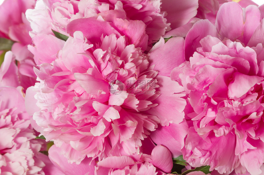 粉红牡丹的节日花束图片