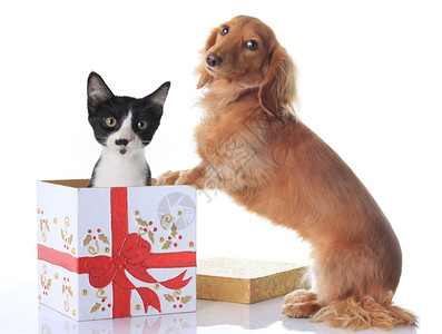 小狗和小猫和圣诞礼物图片