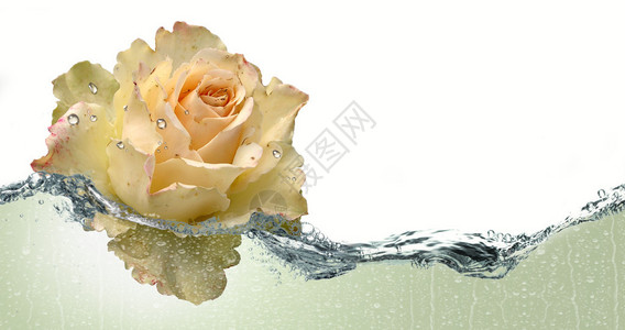 水雾中的玫瑰花图片