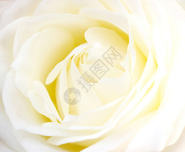 美丽的白玫瑰关闭图片