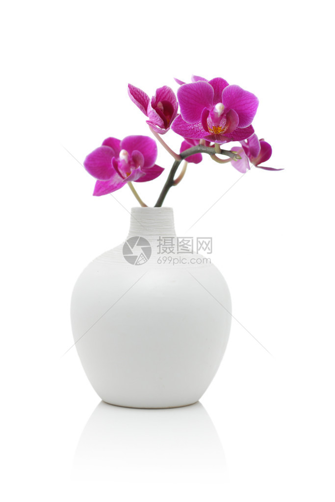 白花瓶中的兰花图片