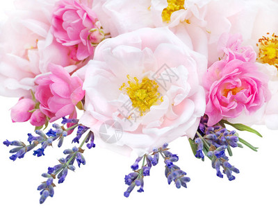 粉红玫瑰和白花朵白色隔图片