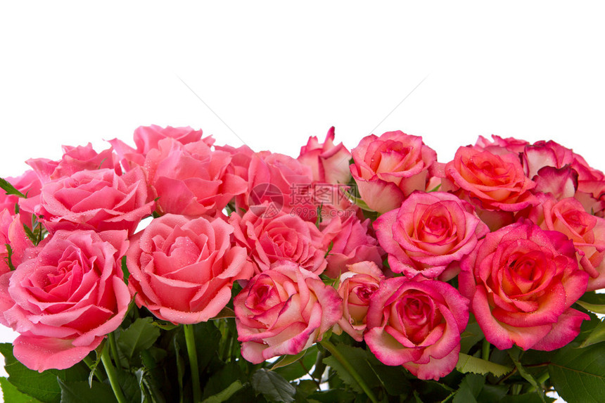 粉红玫瑰花束隔离在白色背景上鲜花背景粉红玫图片