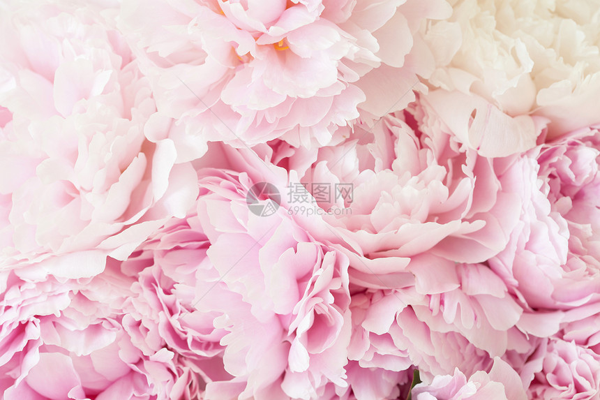 美丽的粉红色牡丹花背景图片