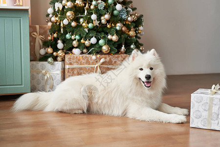 背景下的白狗品种萨摩耶图片