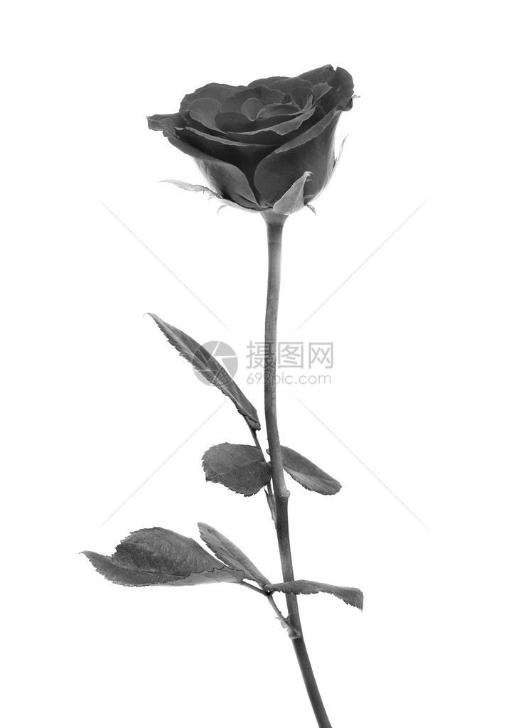 在白色背景上的黑玫瑰图片