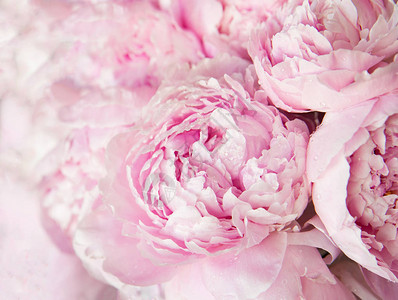 粉红色的牡丹花背景花卉图片