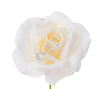 白玫瑰的花蕾孤立图片