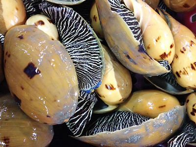 鱼市场上的图案海螺壳背景图片