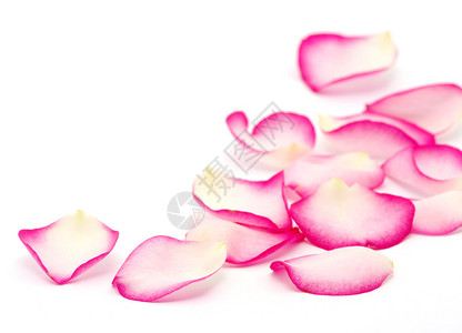 孤立在白色的粉红色玫瑰花瓣背景图片